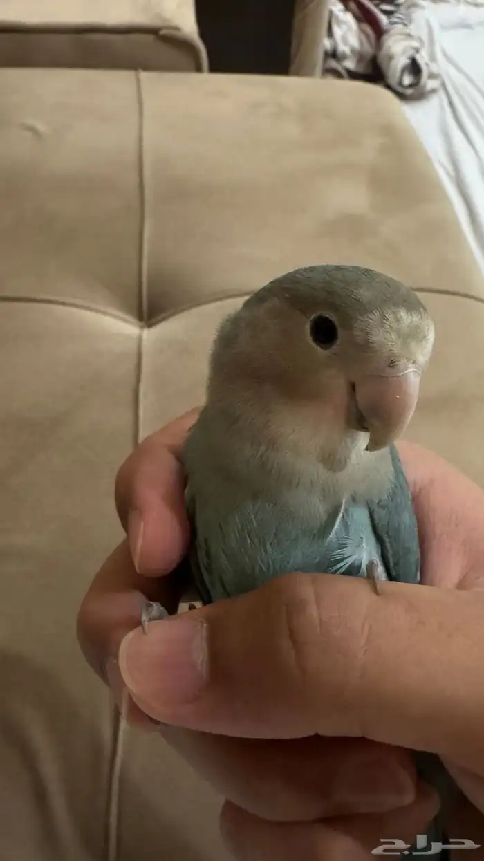 للبيع روز انثى اليفه 7