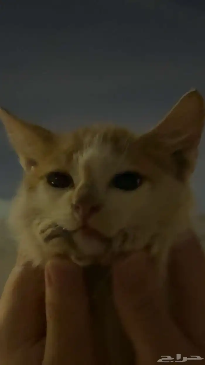 قطط ( تبني ) 1