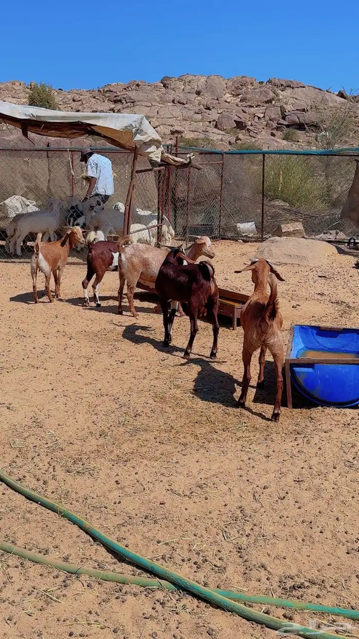 معزاء للبيع 0