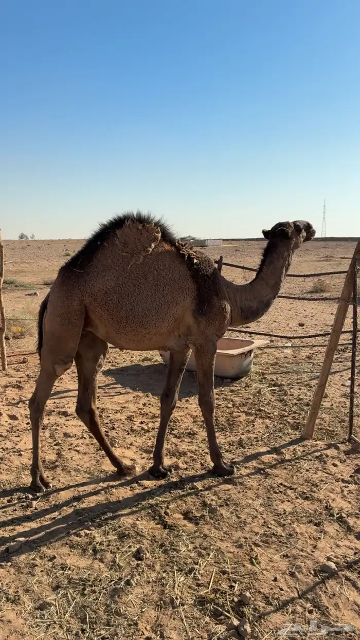 حاشي لباني 2