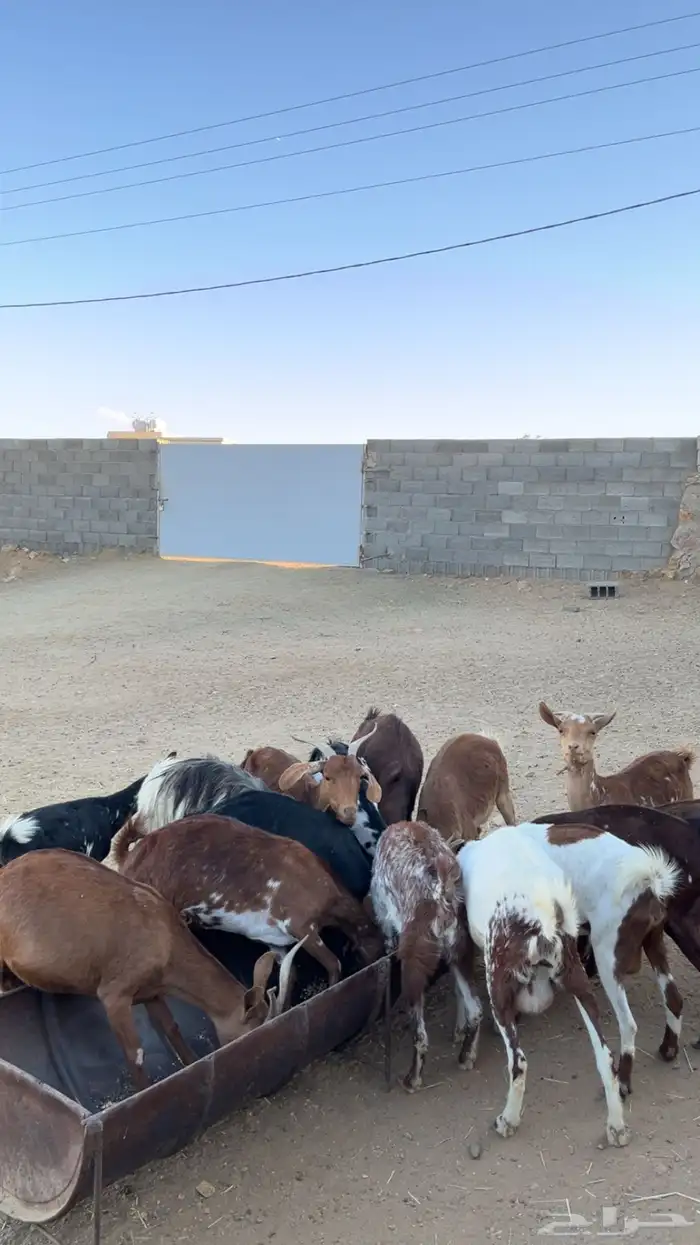 معزا ولد كفو 1