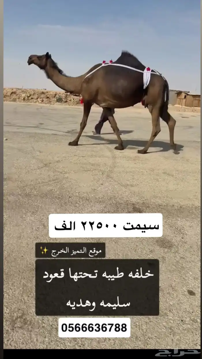 خلفه كفو قنايه وهداوه 1