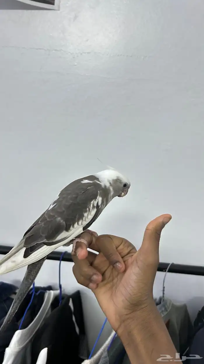 بغباء كراون للبيع 1