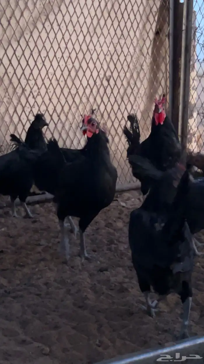 بيض دجاج اسود صك 2