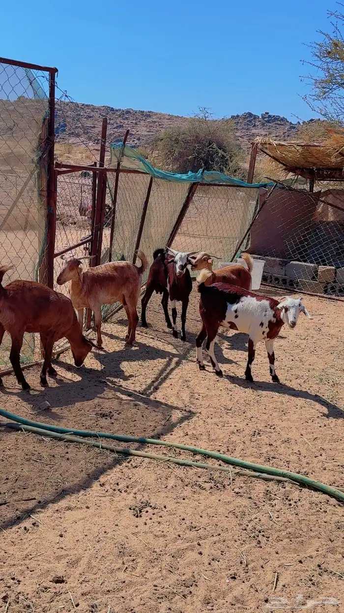 معزاء للبيع 2