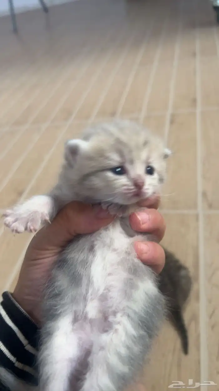 شكوتش كتن للبيع 0