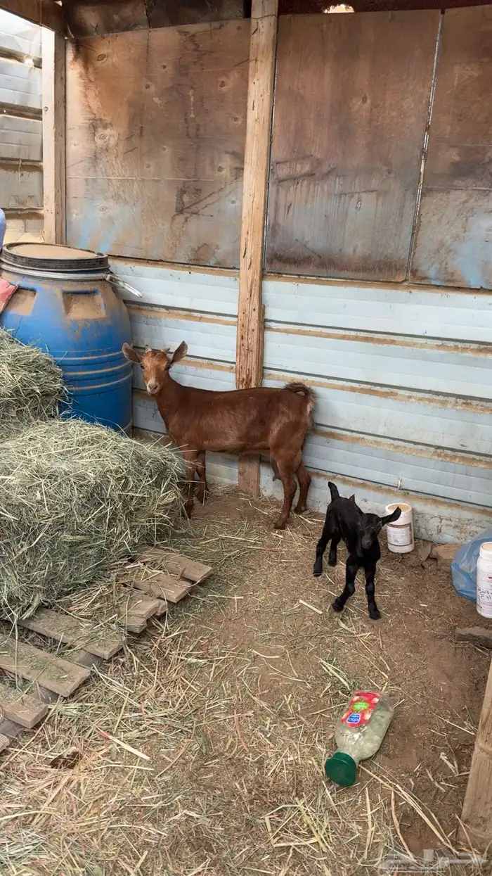 عنز بعناقها 1