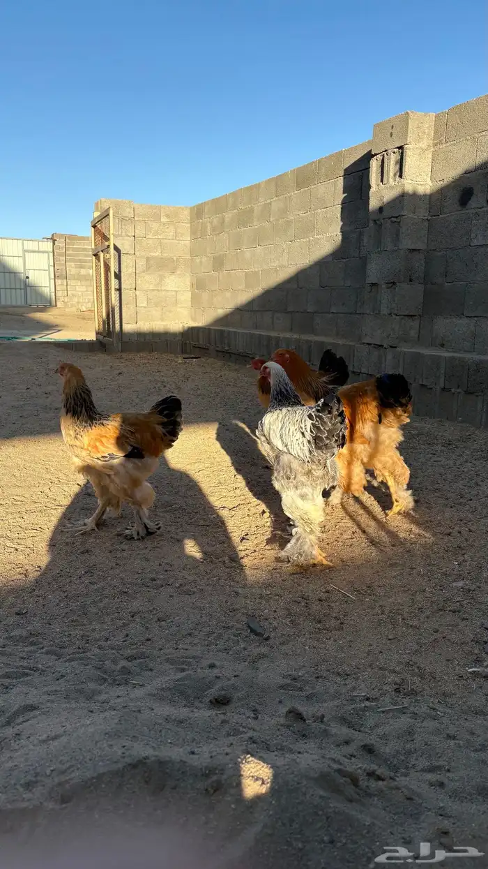 دجاج براهما 5