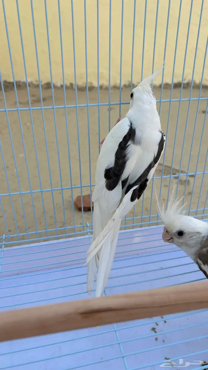 زوج كروان منتج ( نوادر ) 0