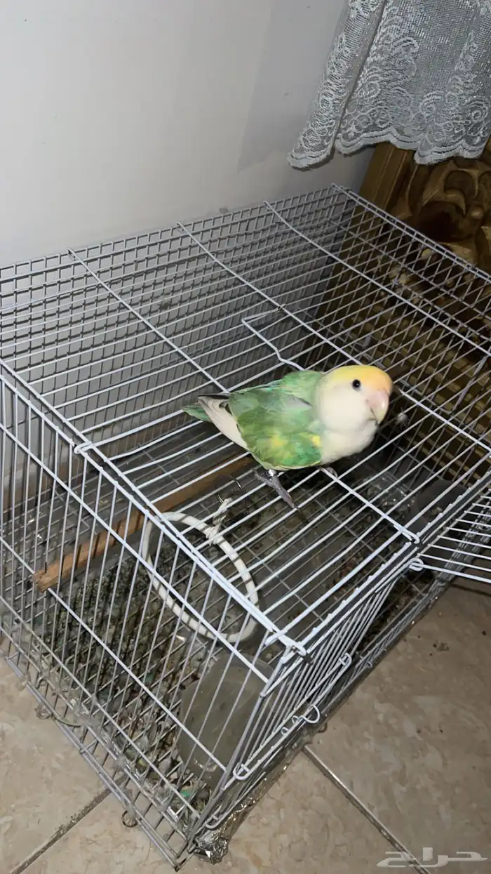 طير روز للبيع 1