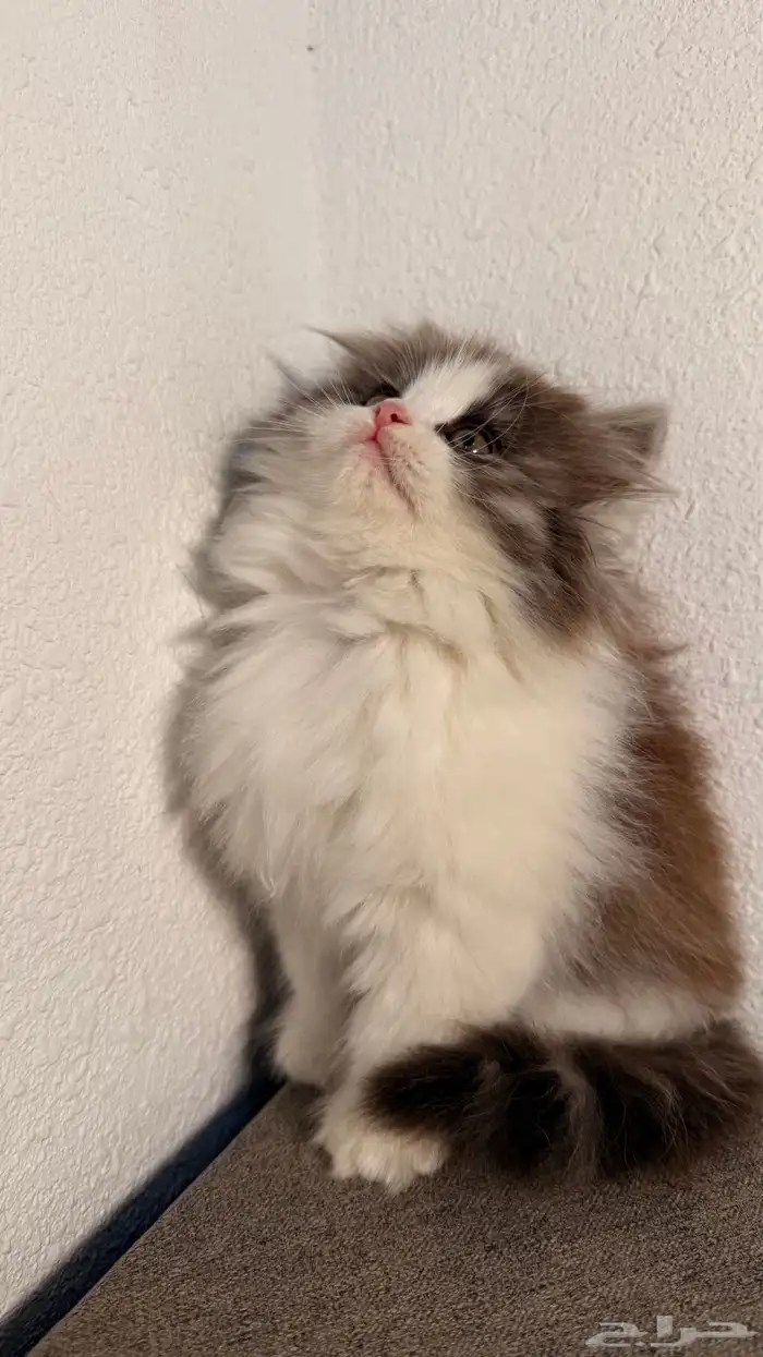 كيتين للبيع ادخل شوف الجمال 3