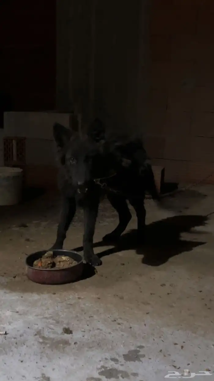 كلبة جيرمين شيبرد 2