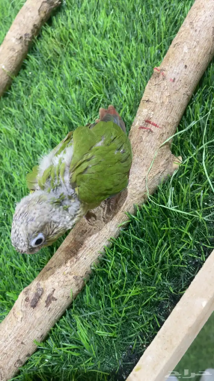 فرخ كنيور ( تم البيع ) 2