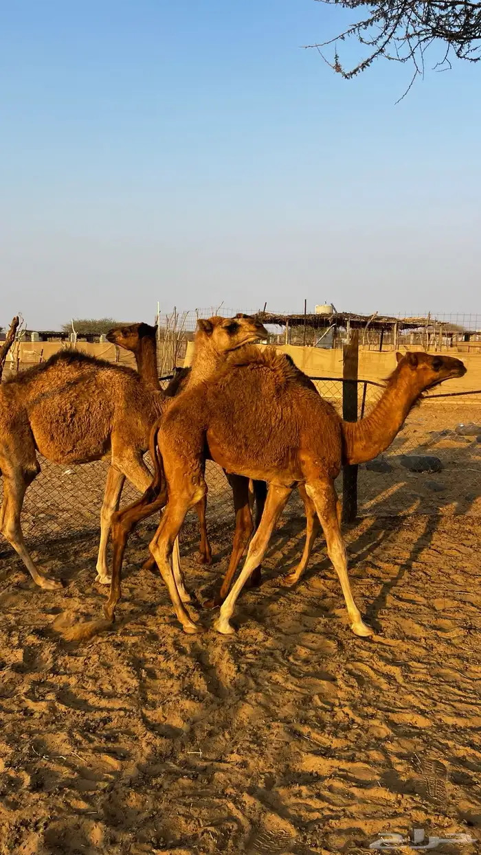 قعدان للبيع 1