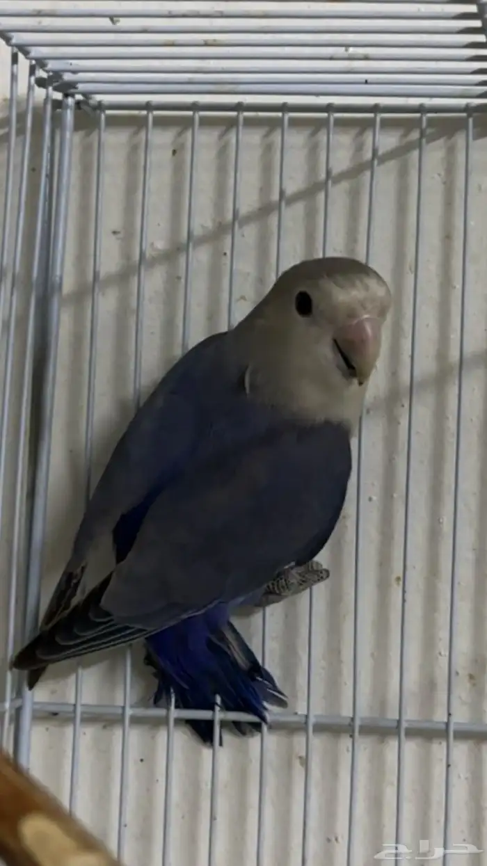 طير روز للبيع 0