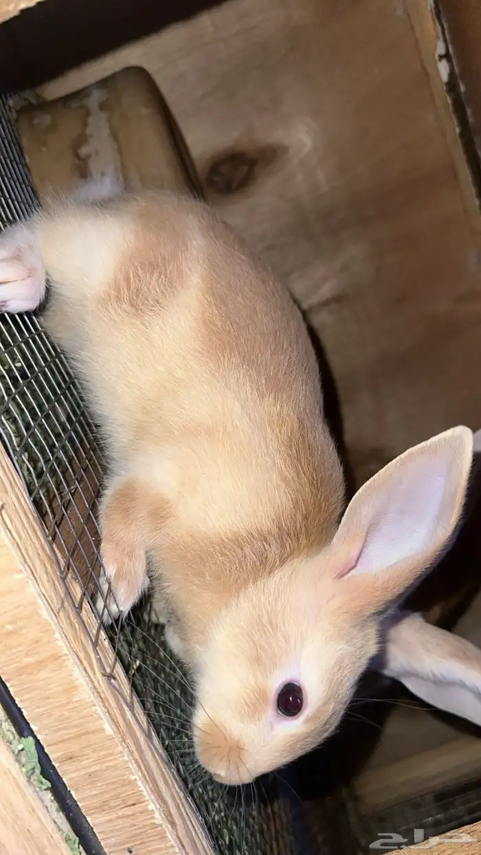 ارانب لي البيع 1