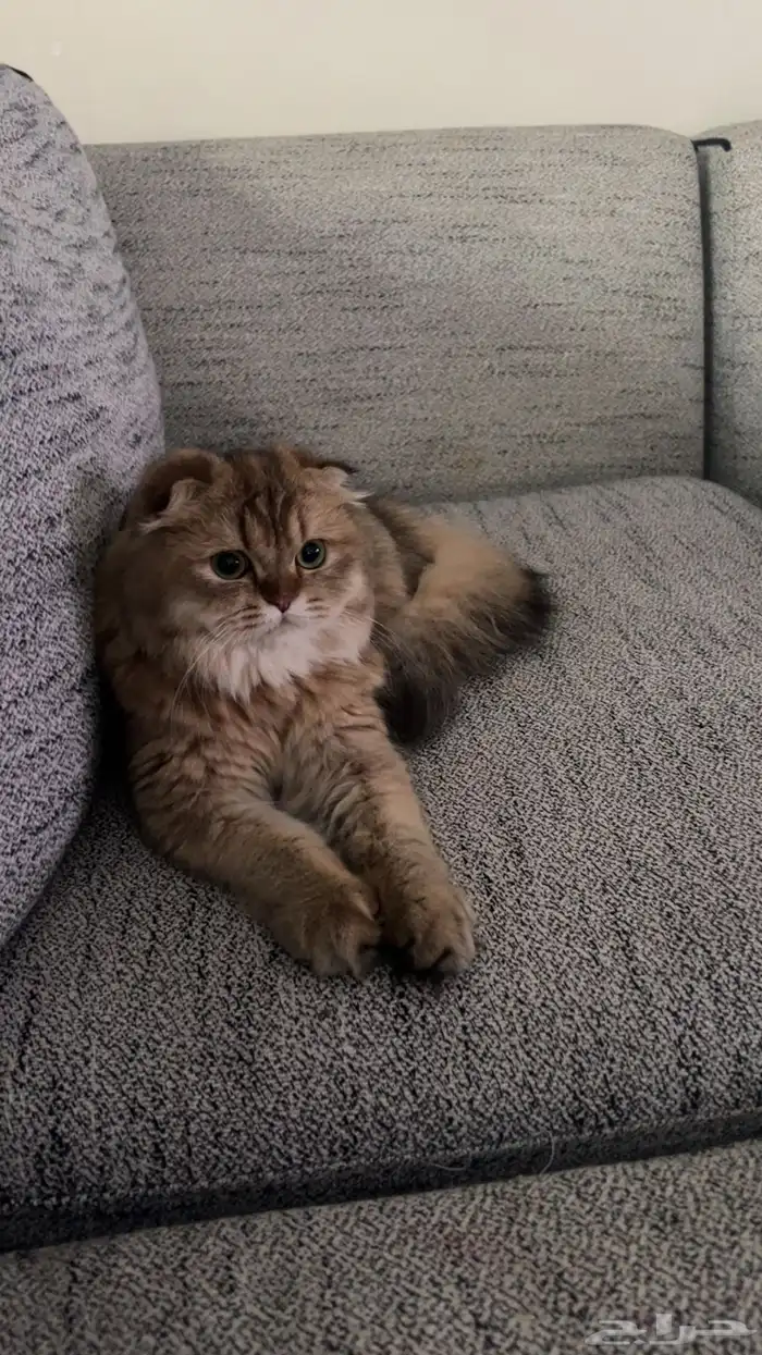 مطلوب قط ذكر سكواتش ستريت لتزاوج 0