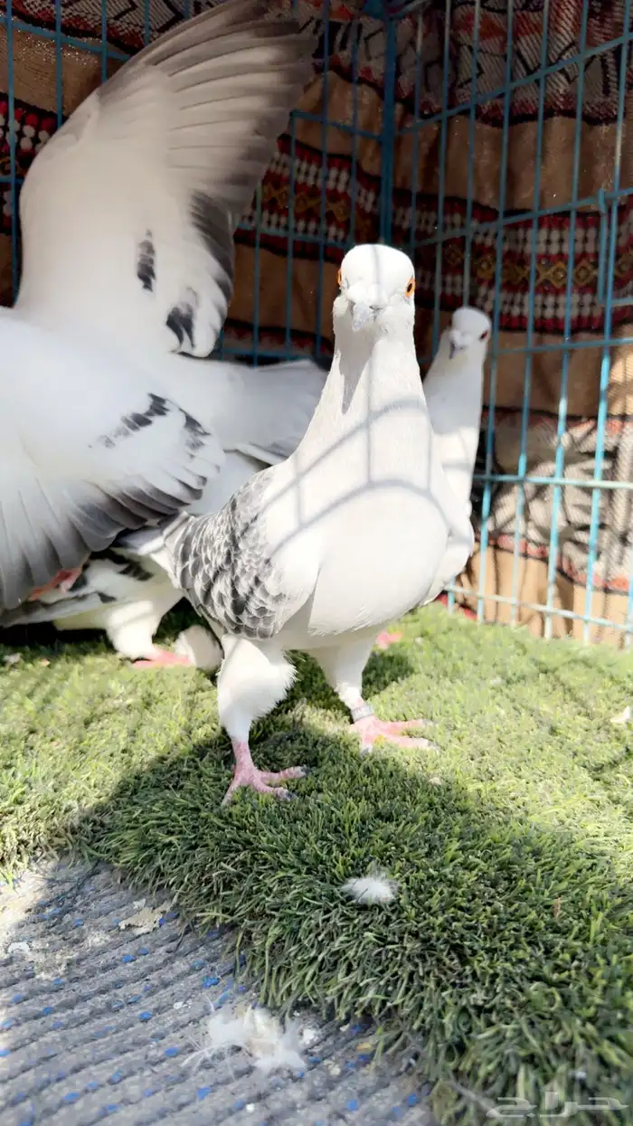 زاجل ايس ثلاث حبات ايس وحبه شذري 5