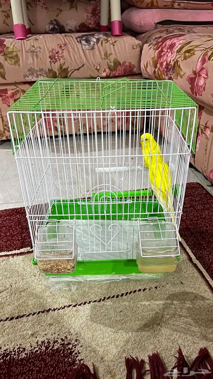 عصفور بادجي 1