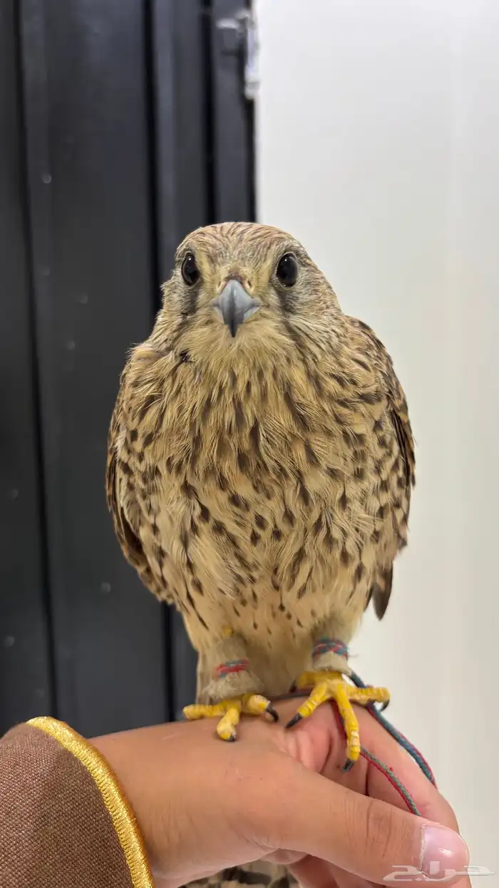 باشك او شبوط اليف 3