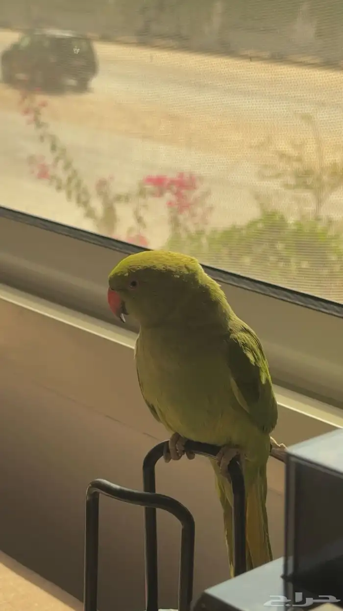 ببغاء الدرة عمر 3 أشهر في حاله صحيه جيدة جد ا 6