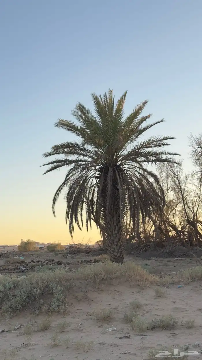 نخخل سلج خشرم صقعي متعدد للبيع سمح 1