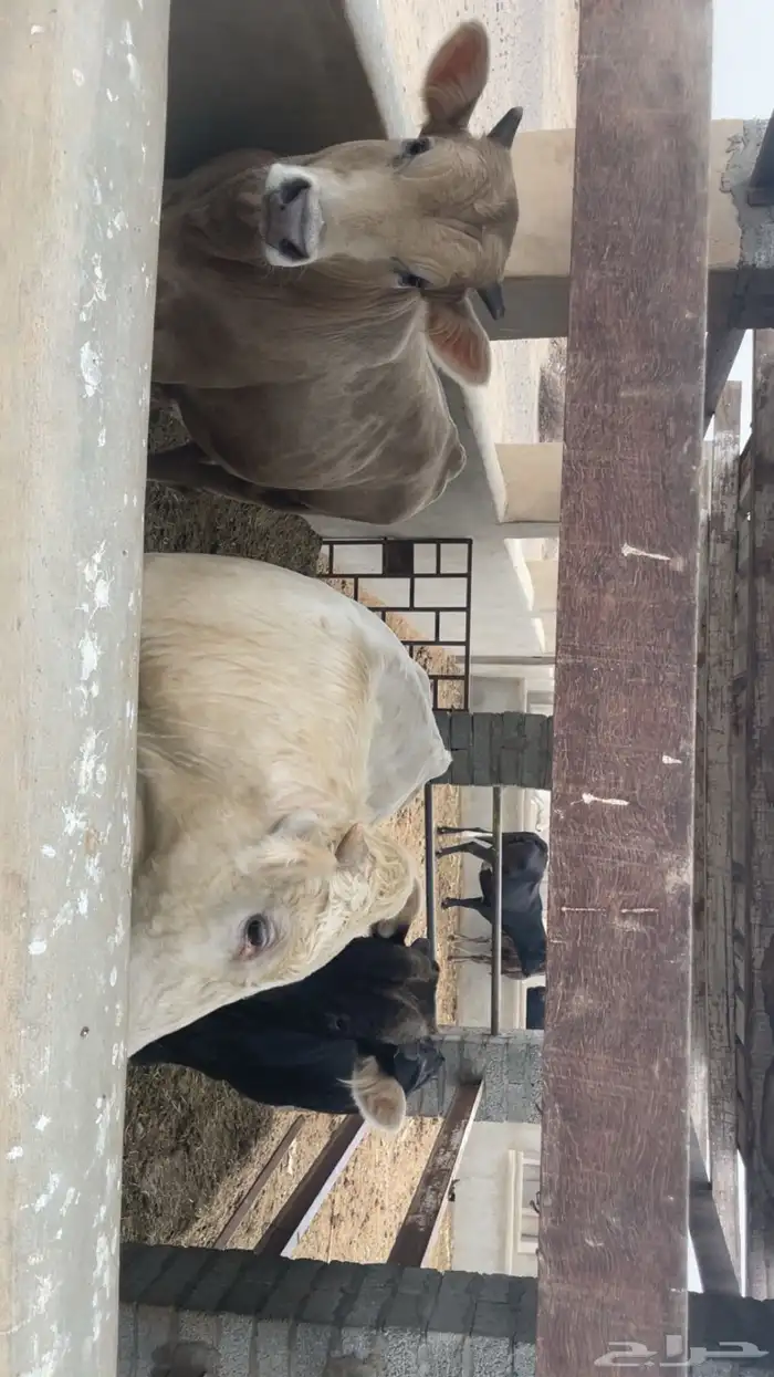 عجول بلدي تربية مزرعة 0