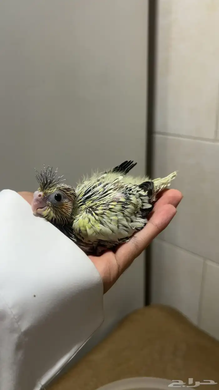 فروخ كروان الوان مميزه وأحجام جامبو ماشاءالله 2