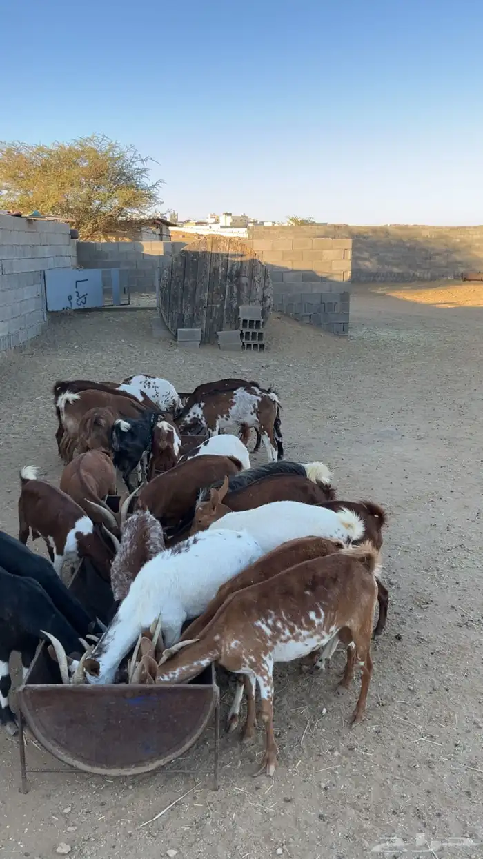 معزا ولد كفو 6