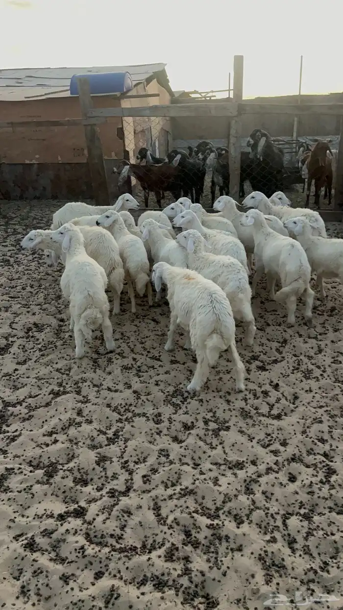 20 خروف ورخل 8