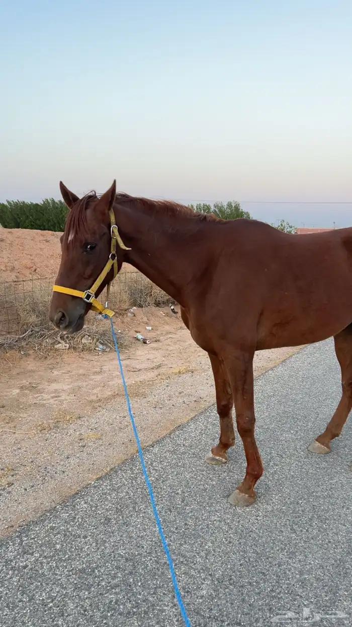 السلام عليكم اعرض عليكم حصان انتاج خصي حدي1700 4