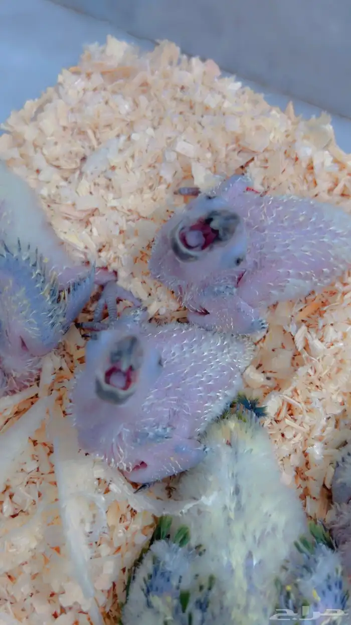 فروخ صن كنيور صبغه وصفار 2