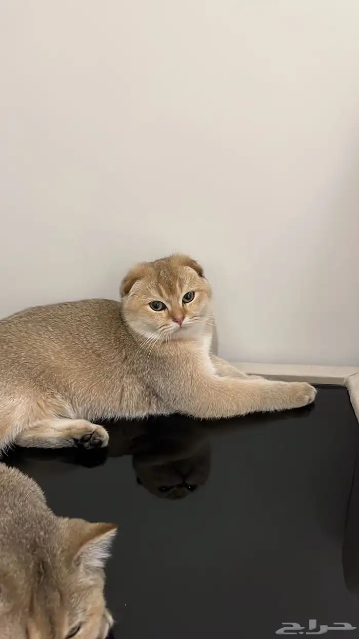 قط سكوتش فولد قولد 4