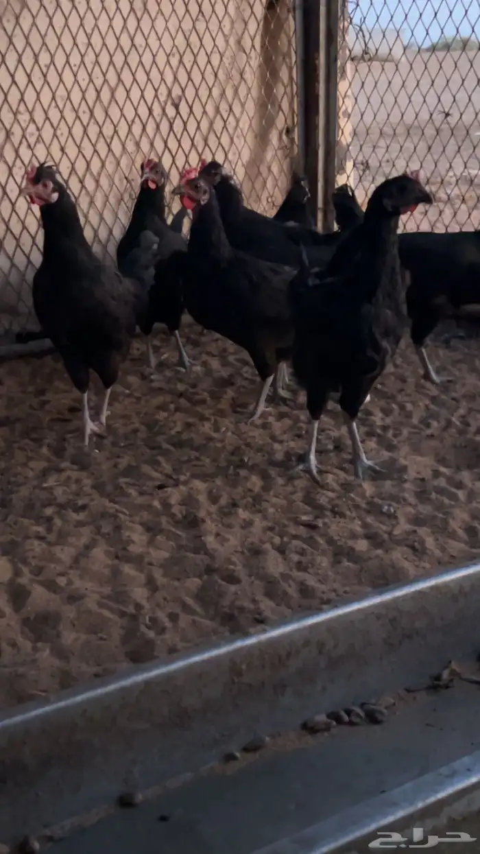 بيض دجاج اسود صك 0