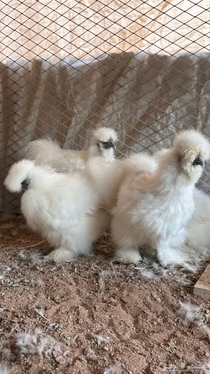 للبيع دجاج قطني امريكي بادي يبيض 1