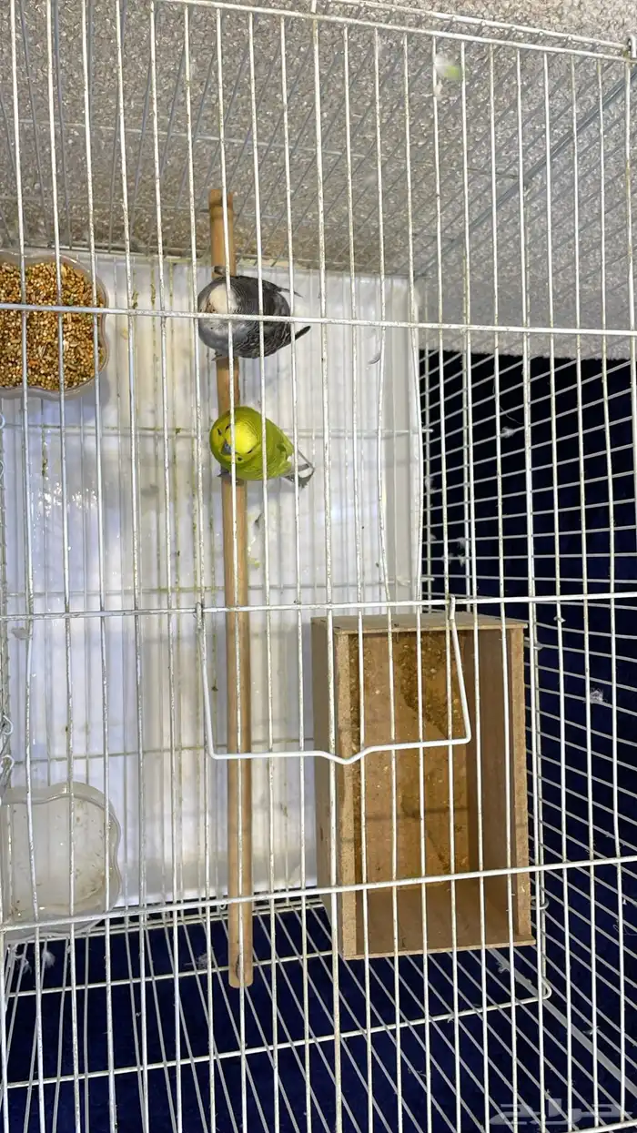 طيور بادجي جديدة ماشاء الله تبارك الله مع بيت وقفص 5