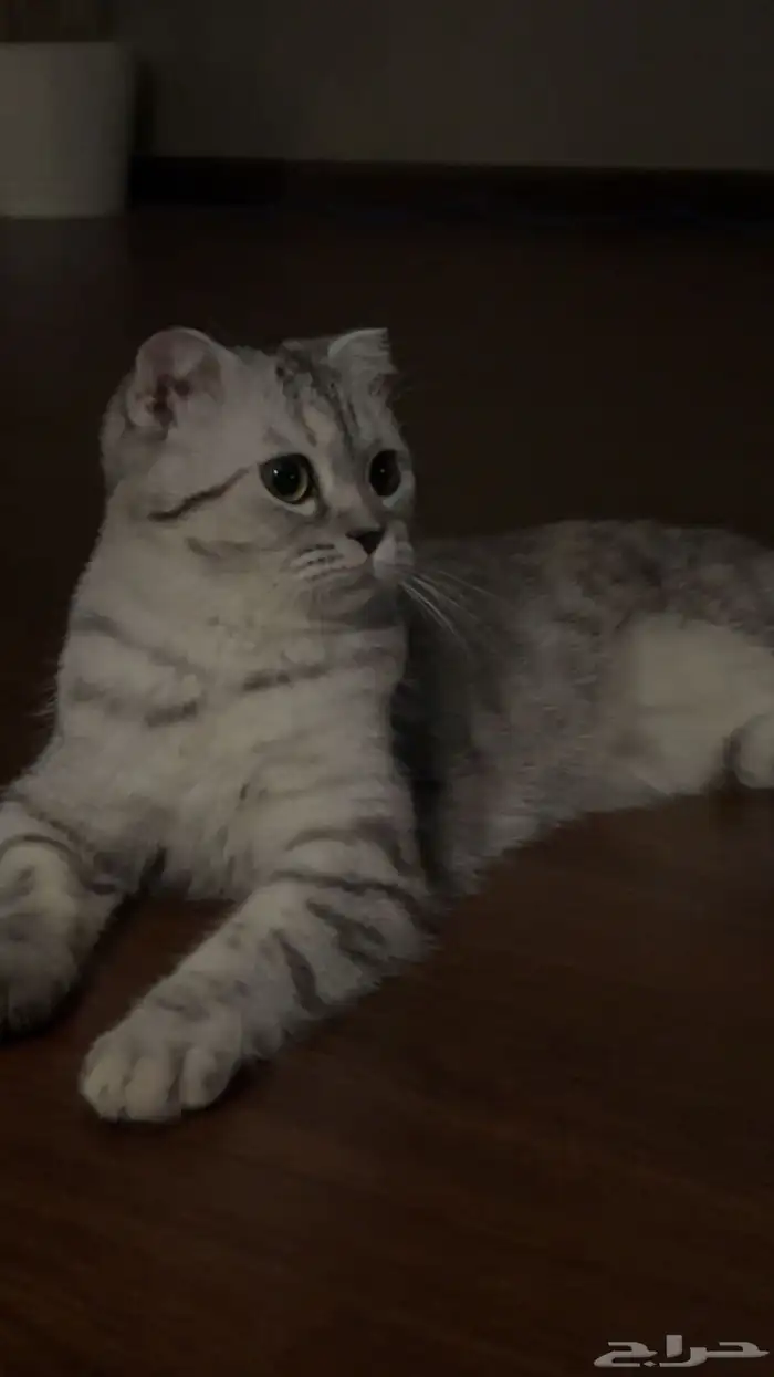 قطه سكوتش للتبني بدون مقابل 1