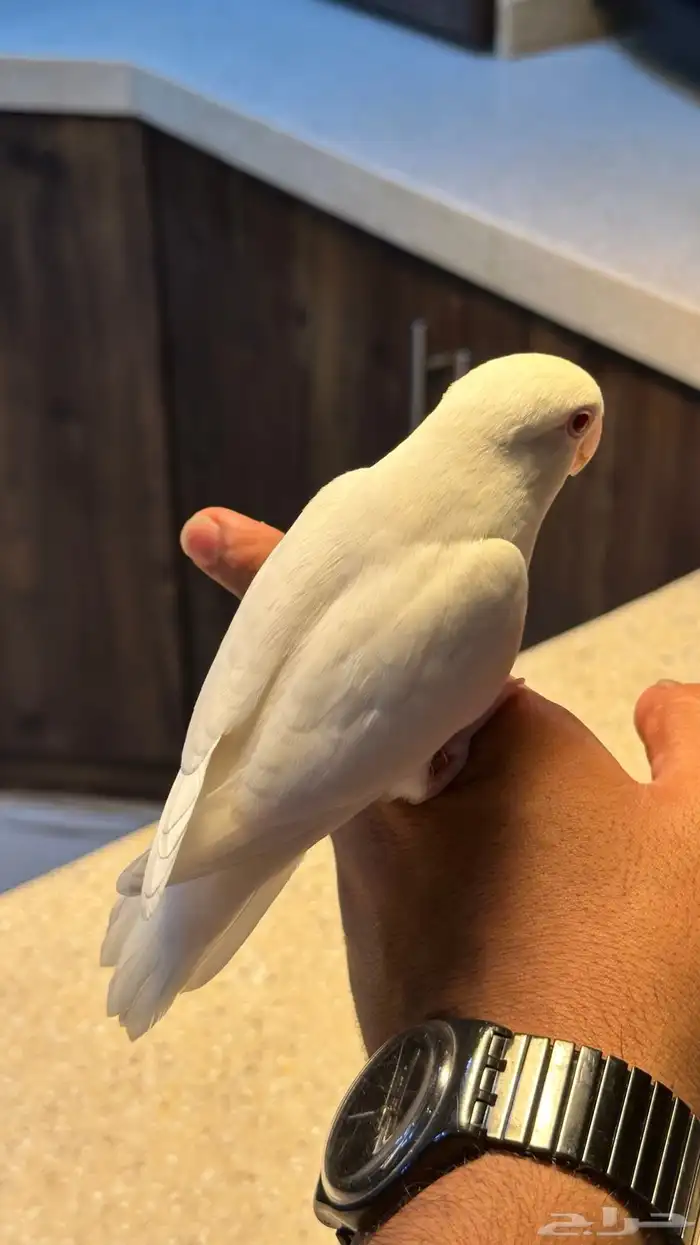 روز البينو مستوى ماشاءالله و بياضين 4