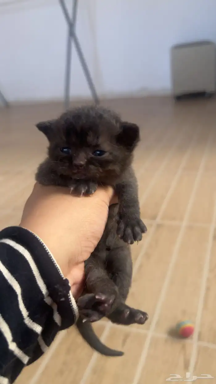 شكوتش كتن للبيع 4