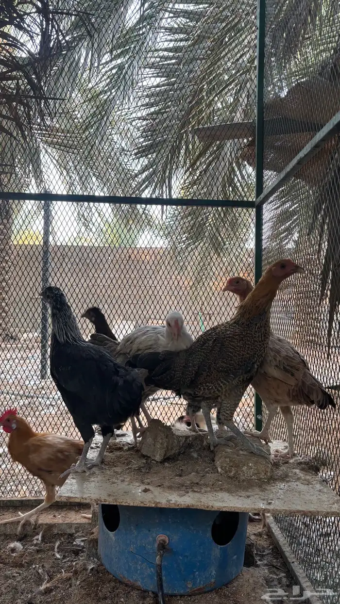 دجاج وديكه 3