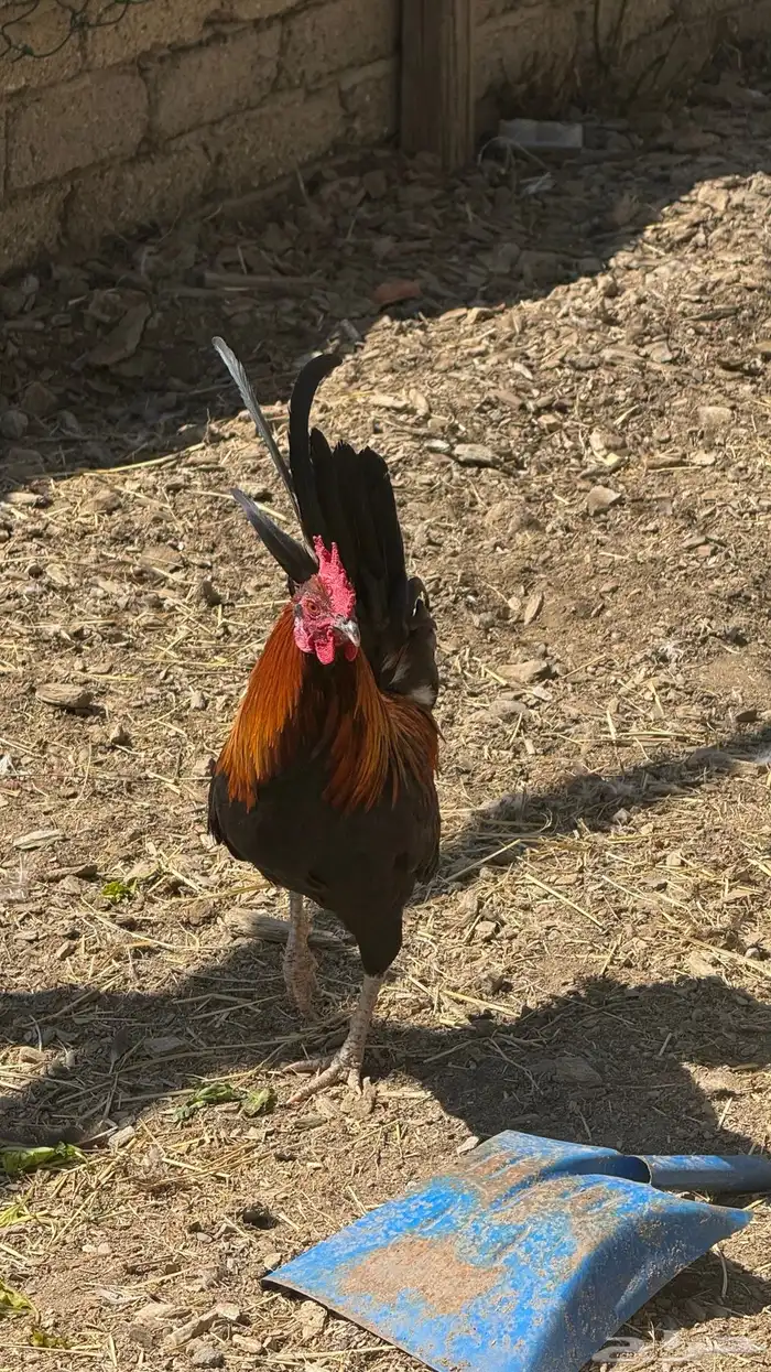 ديك عربي ترثه 3