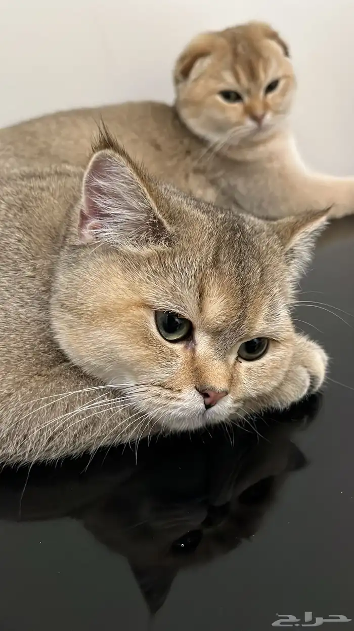 سكوتش ستريت بيور قولد 2