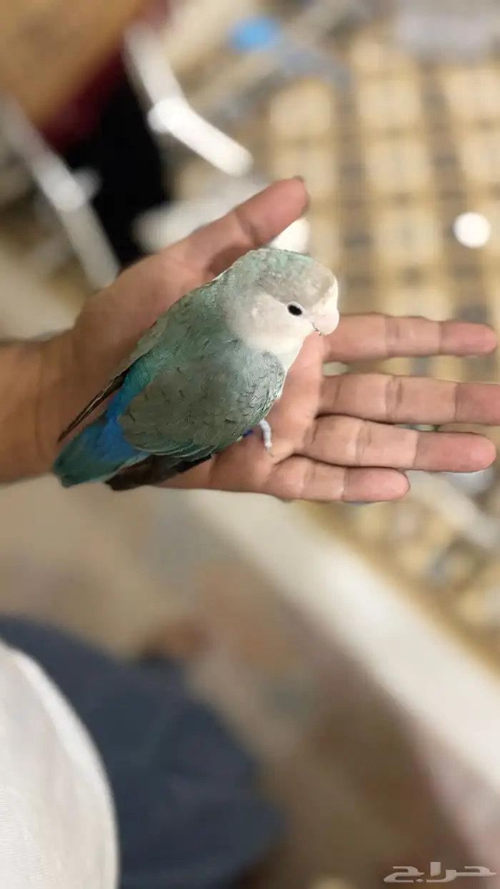 للبيع روز انثى اليفه 10