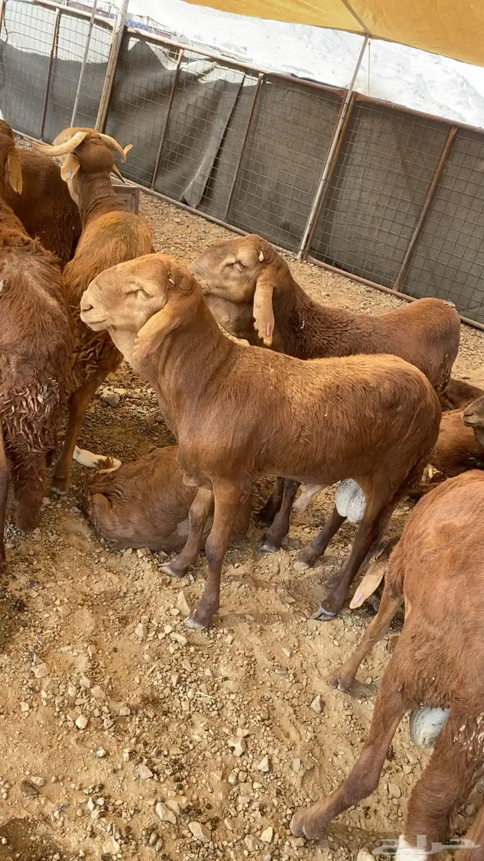 سواكن حمري درجة اولى 1