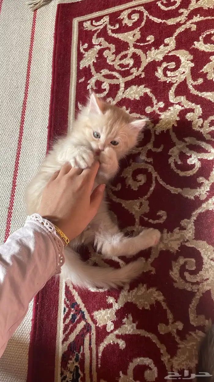 كيتن روسي شهرين و نص 0