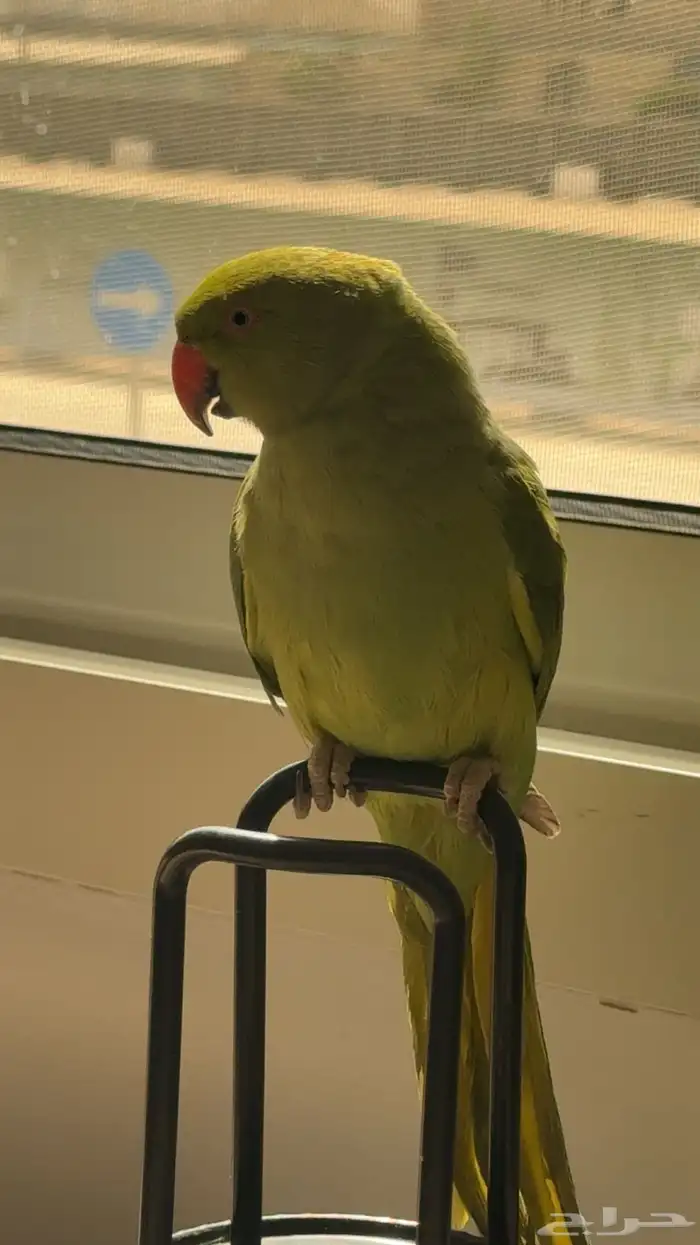 ببغاء الدرة عمر 3 أشهر في حاله صحيه جيدة جد ا 2