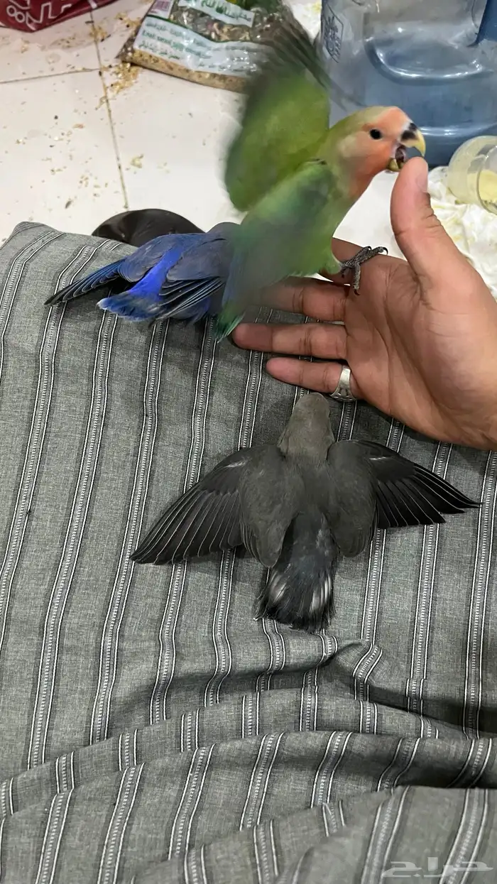 طيور روز. اليفه تفريد 200 جمله 150 2