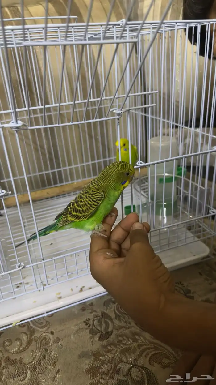 طيور الحب بادجي 1