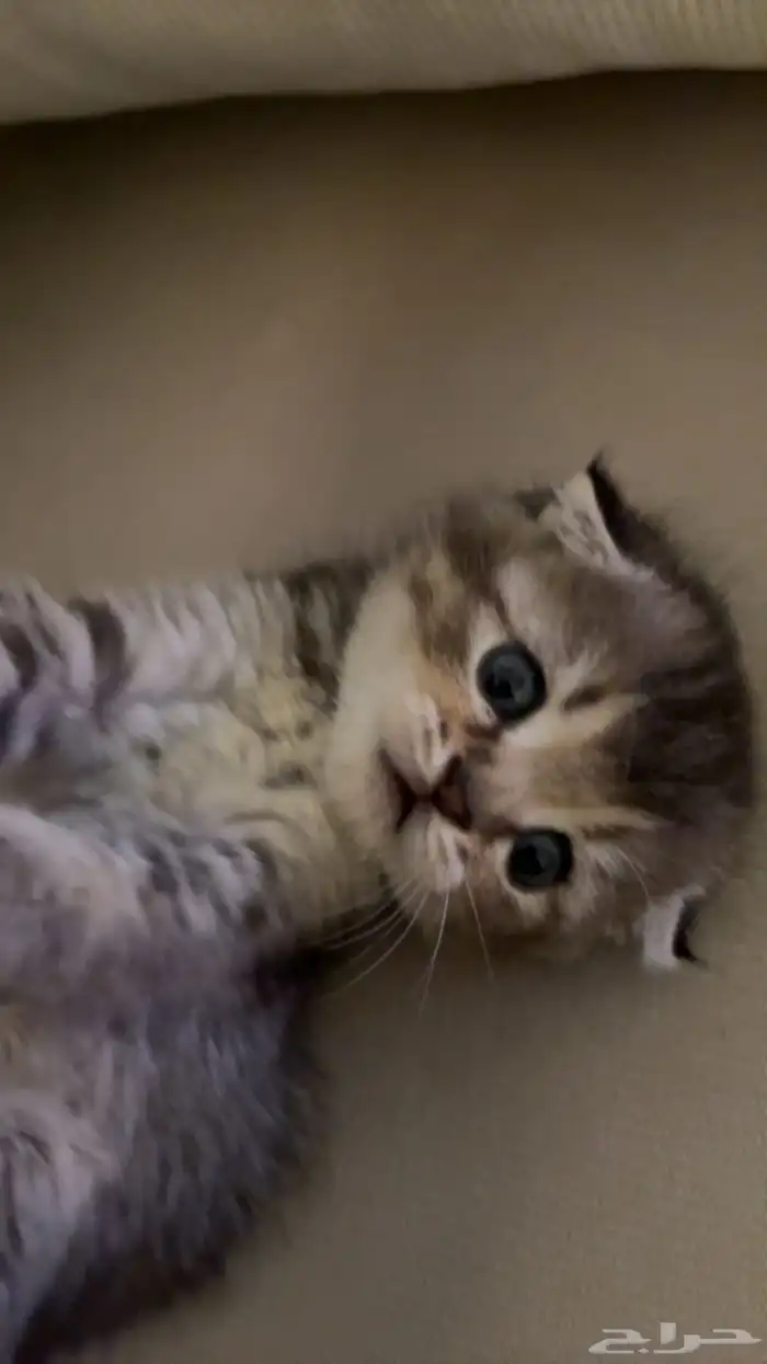 قطه سكواتش فولد 1