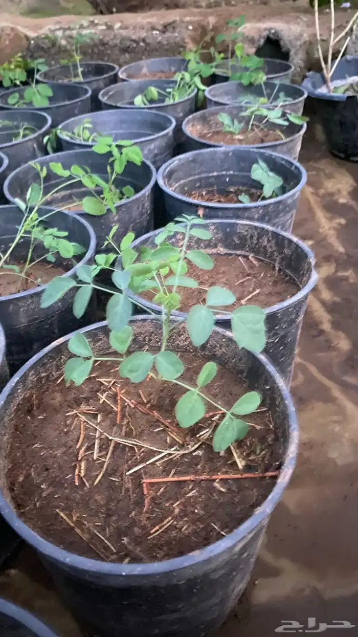 شتلات نيم   مورينجا 4